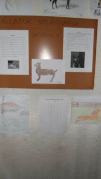 Állatok világnapja 2015 006