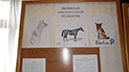 Állatok világnapja 2015 001
